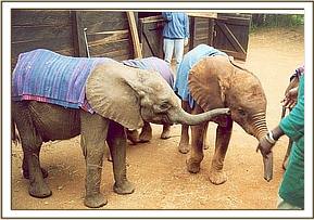 Within the hour Napasha is introduced to the other orphans