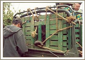 Napasha arrives after a long trip by road from Mpala Ranch