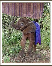 Madiba settling in