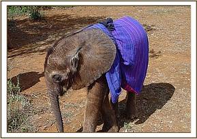 Madiba our fuzzy new arrival