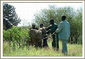 Mpala is captured