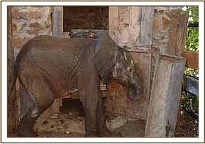 He is temporarily housed in a cattle boma before comming to the Trust