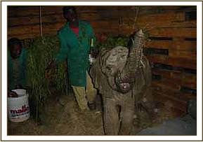 Mpala arrives at the nursery after five hours on the road