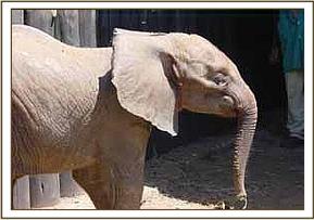 Mpala his first day at the nursery