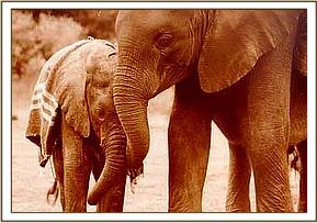 Thoma with a protective Mulika
