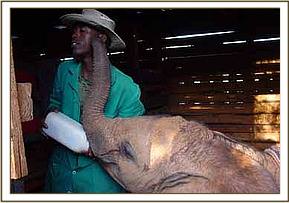 Thoma being fed by Amos