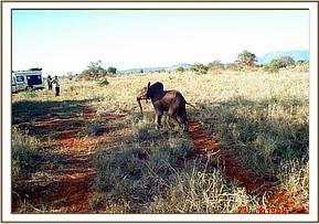 Lualeni was estimated to be about 4 months old