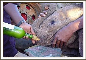 She immediately drank a bottle of milk