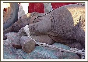 Her legs were strapped for the journey to Voi
