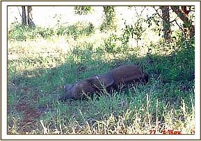 Lualeni, found alone sleeping under a tree.