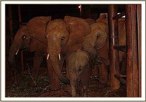 At Voi she joined the orphans in their stockade