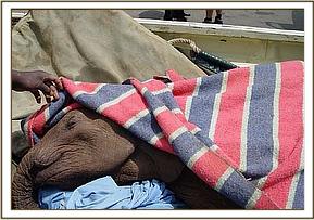 She fell asleep while being transported from the airport to the Nursery in the Trust's vehicle
