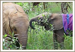 Sunyei is very gentle and tender with the new calf