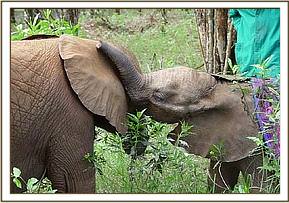 Lualeni bonds with Sunyei