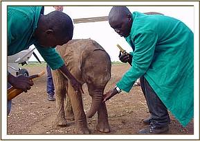 Edwin and Julius make sure she has a feed before the flight to Nairobi