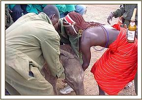 Sunyei is lifted off the pickup by one of his Samburu Warrior rescuers