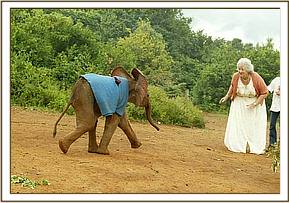 Tomboi and Dr. Sheldrick playing