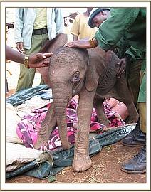 The little calf struggles to her feet after her traumatic journey