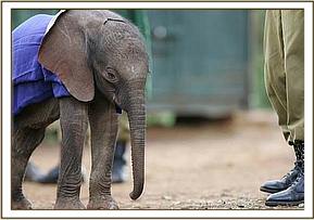 Lempaute, a little calf rescued from west of Samburu