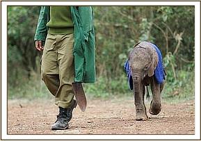 Lempaute the next day heads out on a walk with a Keeper