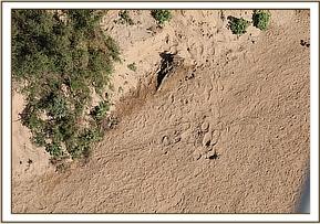 Mukkoka's tracks