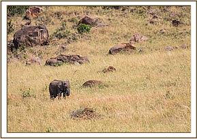 Sapalan einsam und verlassen in den Weiten der Maasai Mara