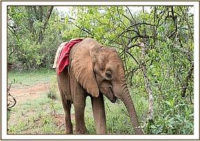 Kiasa out foraging