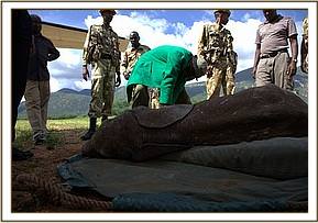 The Keepers tie the orphans legs so he will not try to stand in the plane