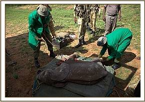 The Keepers prepare the orphan for the flight to Nairobi