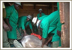 Off loading the calf at the Nursery