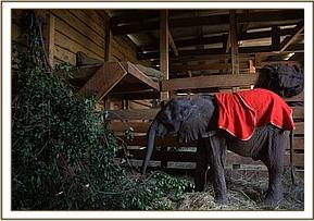 Orwa in his stockade