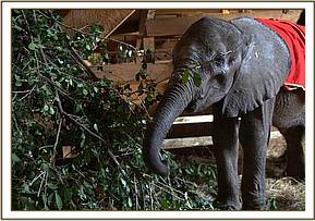 Orwa feeding
