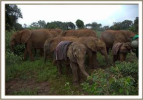 Orwa with the herd of orphans