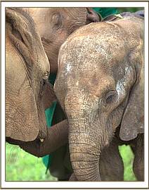 Orwa being greeted by Tano