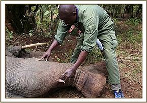 Der Tierarzt untersucht die verwundete Elefantenkuh