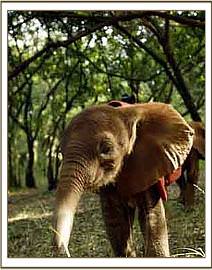 Tomboi taking a walk in the Nairobi National Park