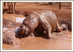 Kelelari playing at mudbath