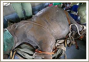 The immobilized calf