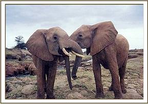 Ajok and Ndume playing