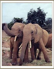 Ajok and Ndume