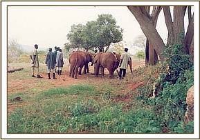 Ajok being introduced to his new surroundings in Tsavo