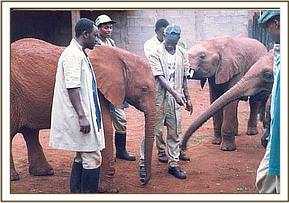 Ajok greeting his old nursery mates now down in Tsavo