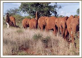 Ajok with the Tsavo herd