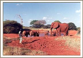 Eleanor supervizes the Tsavo herd with Ajok in their midst