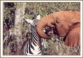 The zebra gets a hug from Ajok