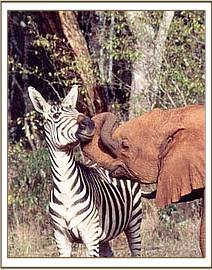 Ajok greets the zebra