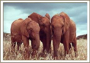 Aitong, Imenti and Emily, left to right