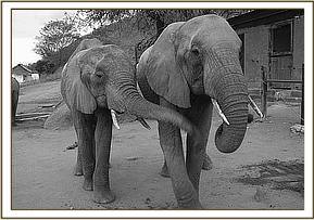 Aitong and Emily feeding
