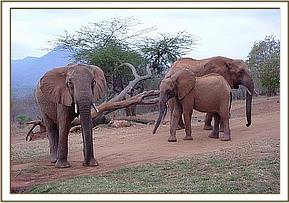Aitong, Emily and Sweet Sally
