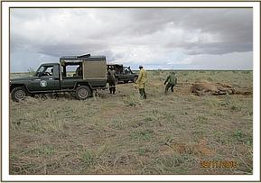 Das Team versucht, die Elefantenkuh aufzurichten